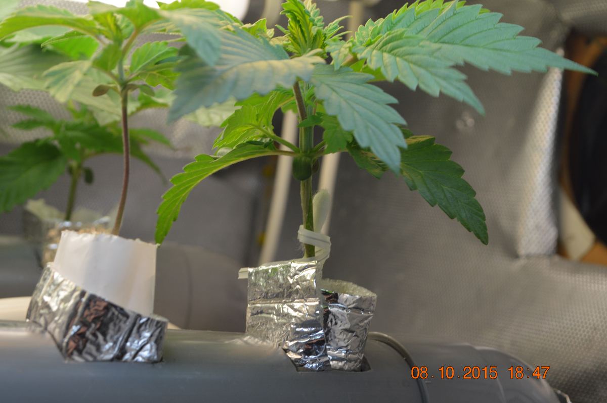 Nftseedling5