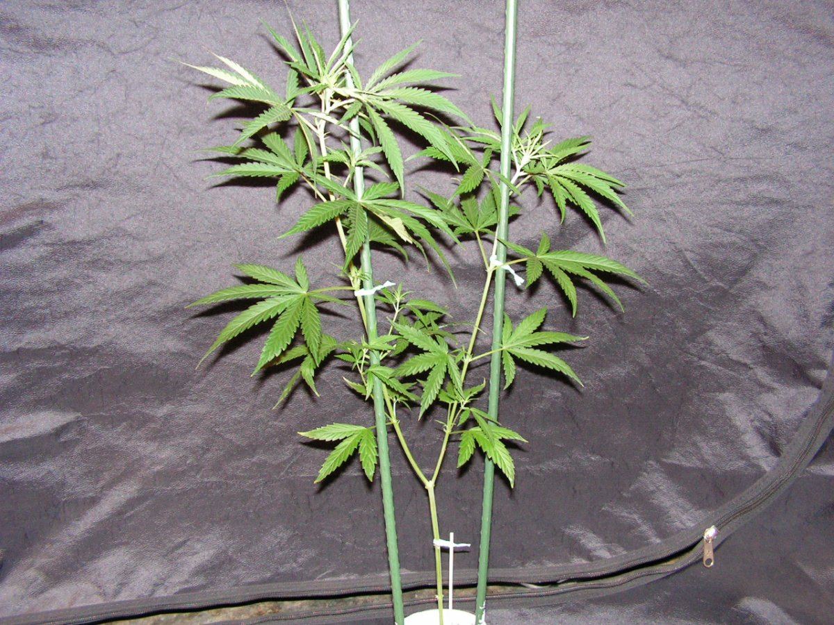 Nh 4 female 1