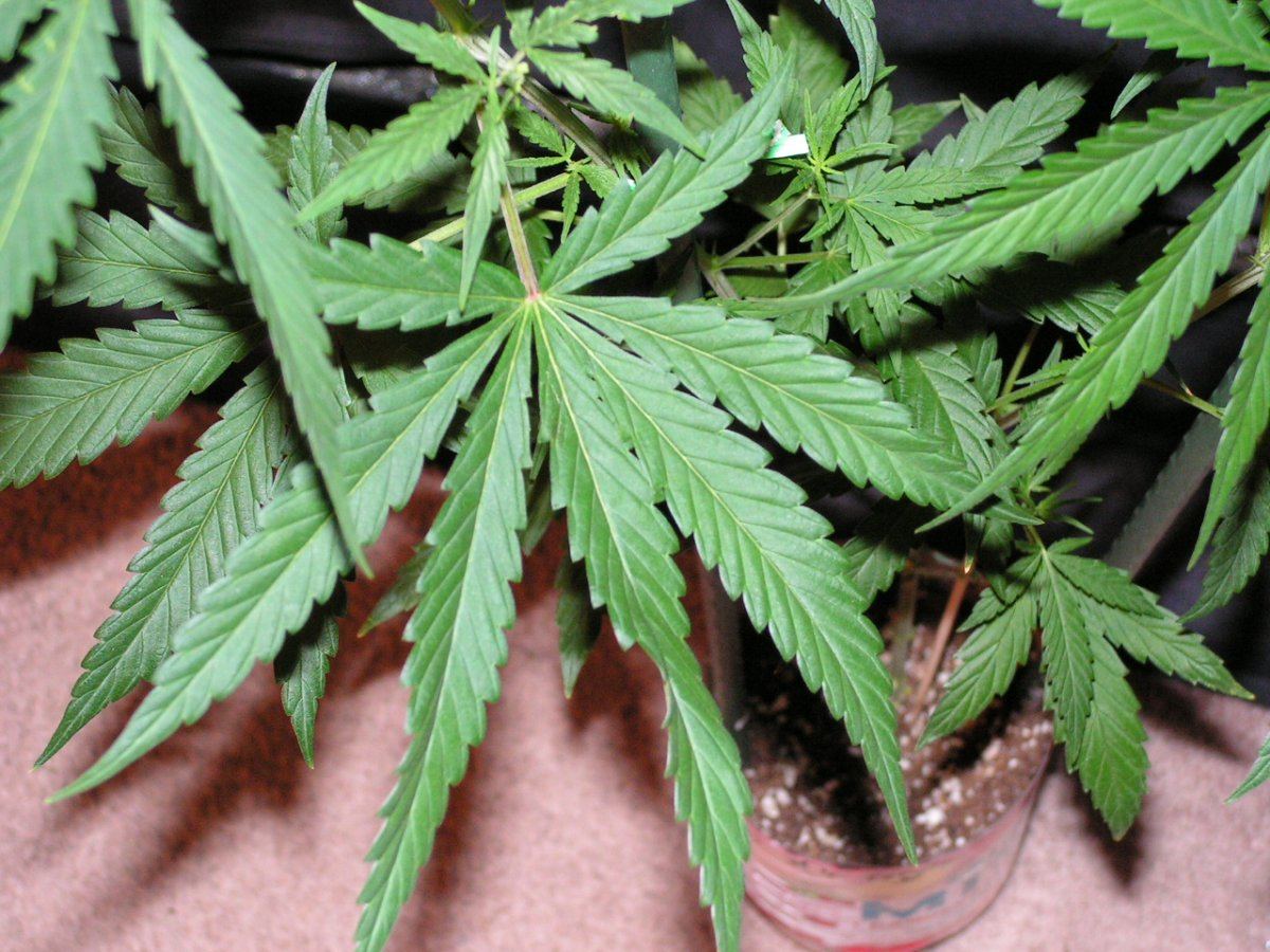 Nh 4 female 2