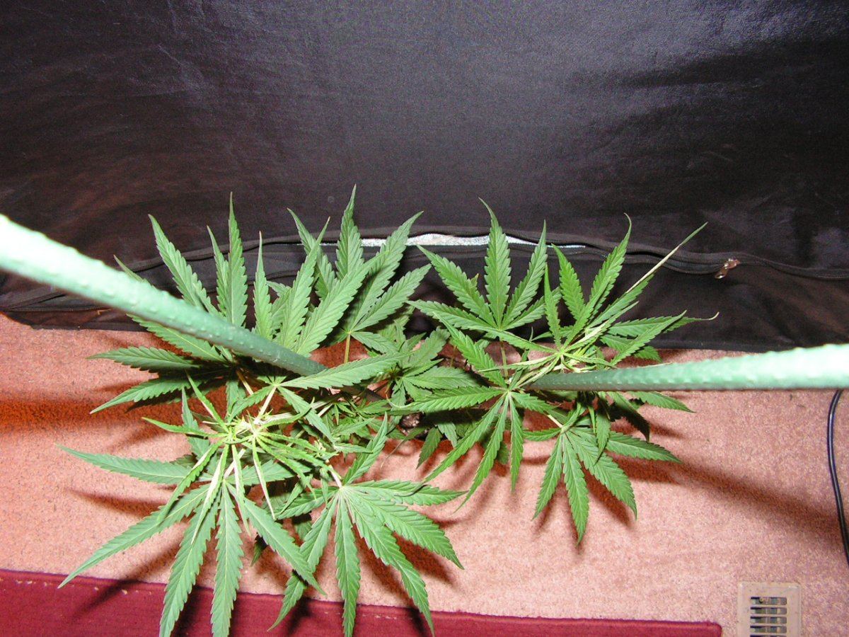 Nh 4 female 3