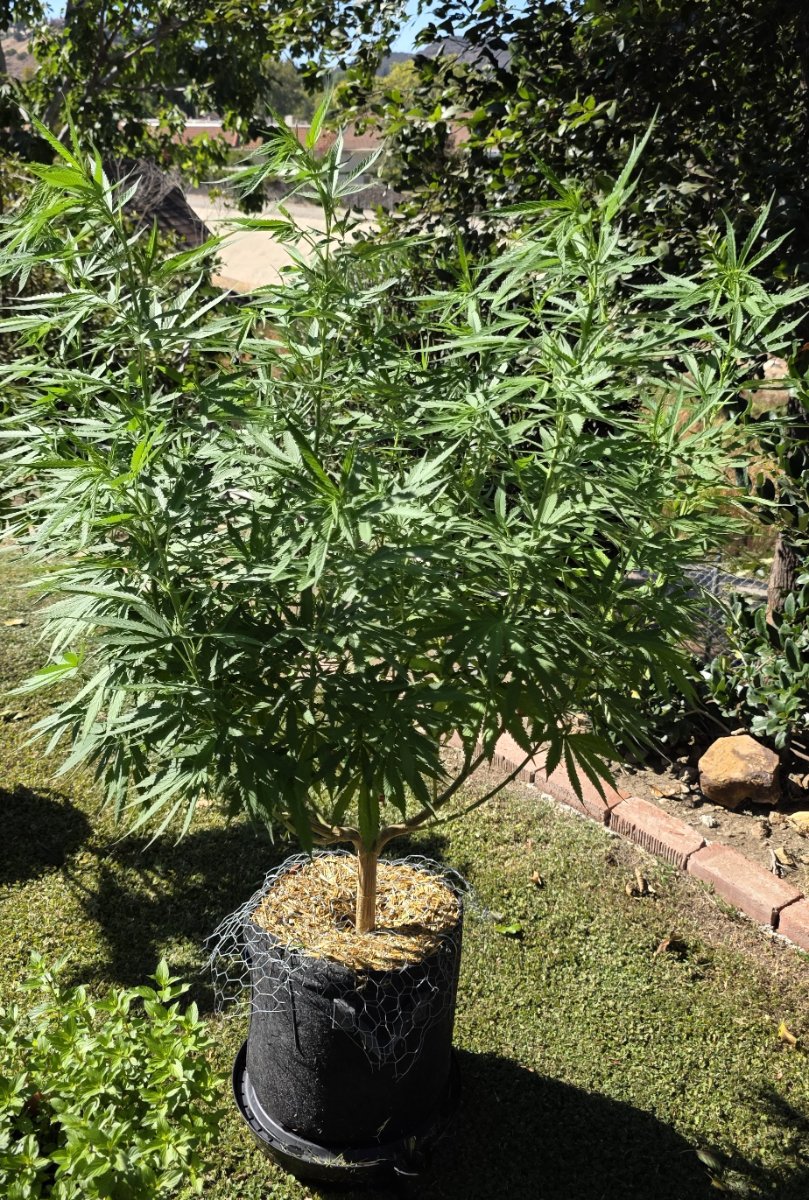 Nhash