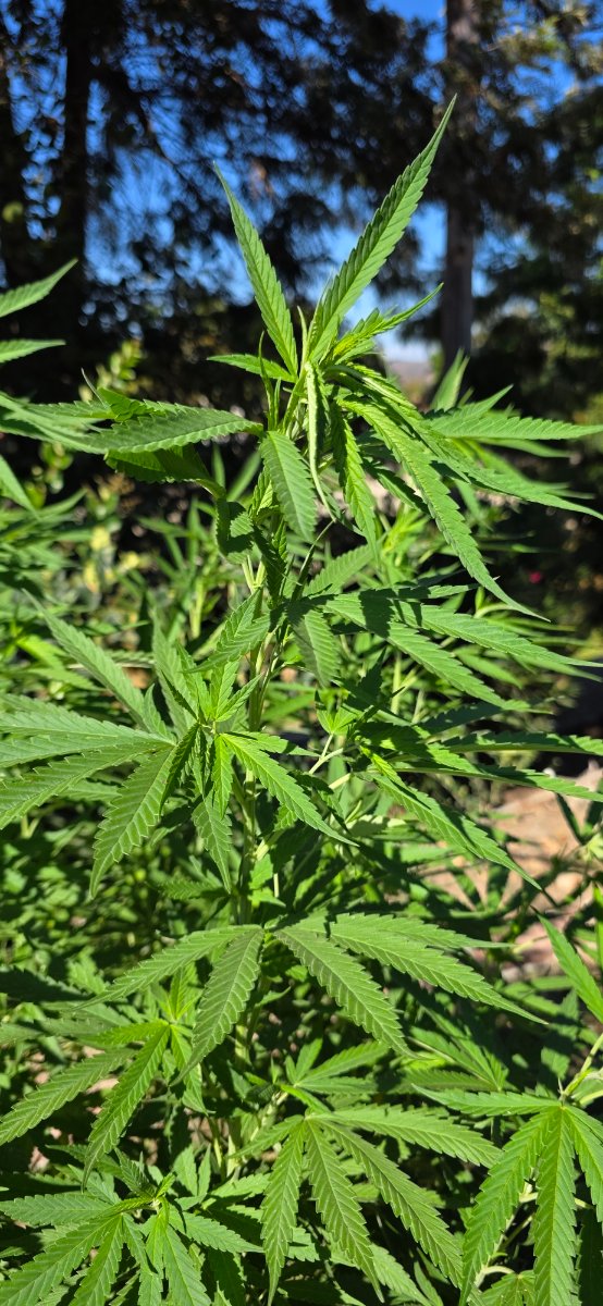 Nhash2