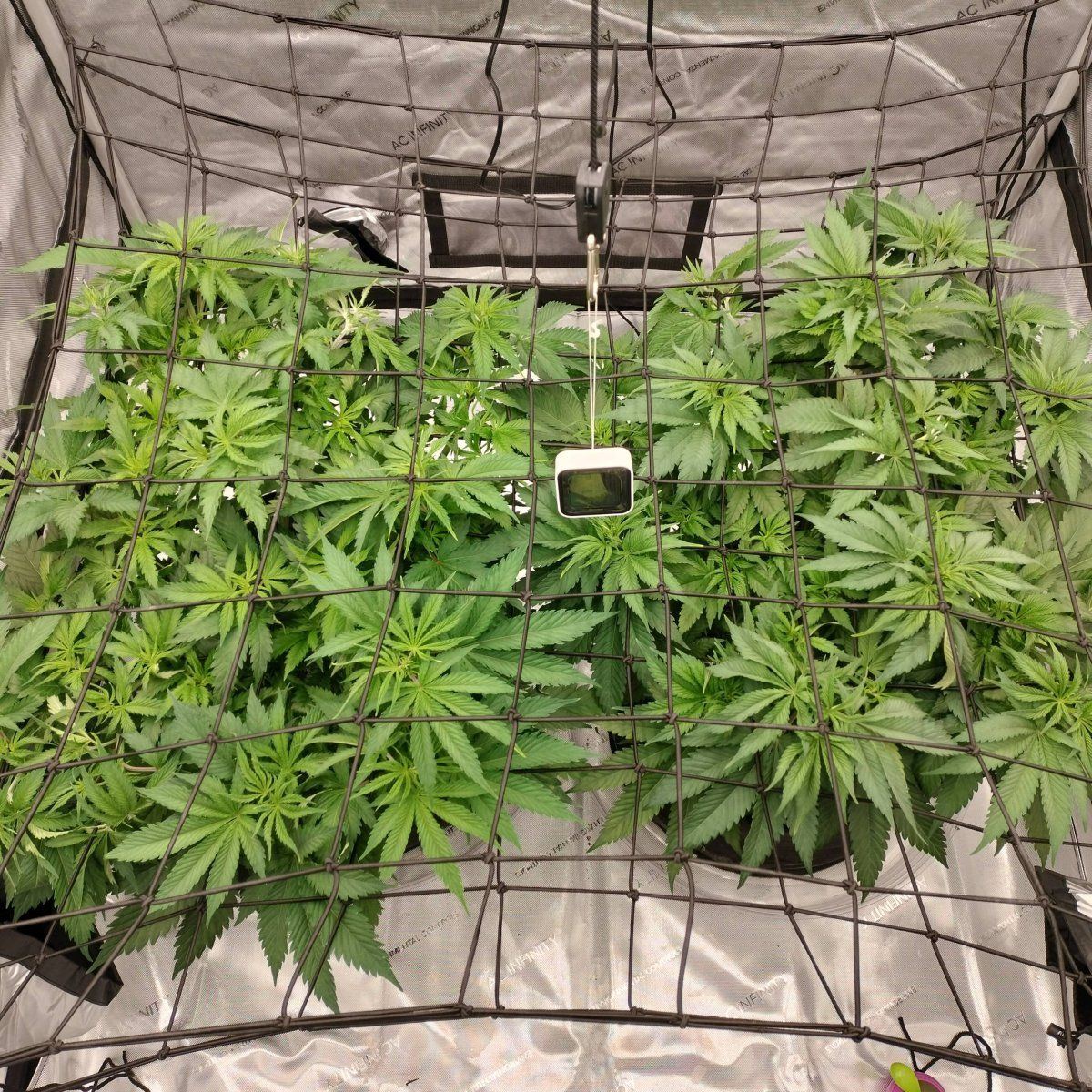 Nice blueberry gsc colas exposed after defoliation 2