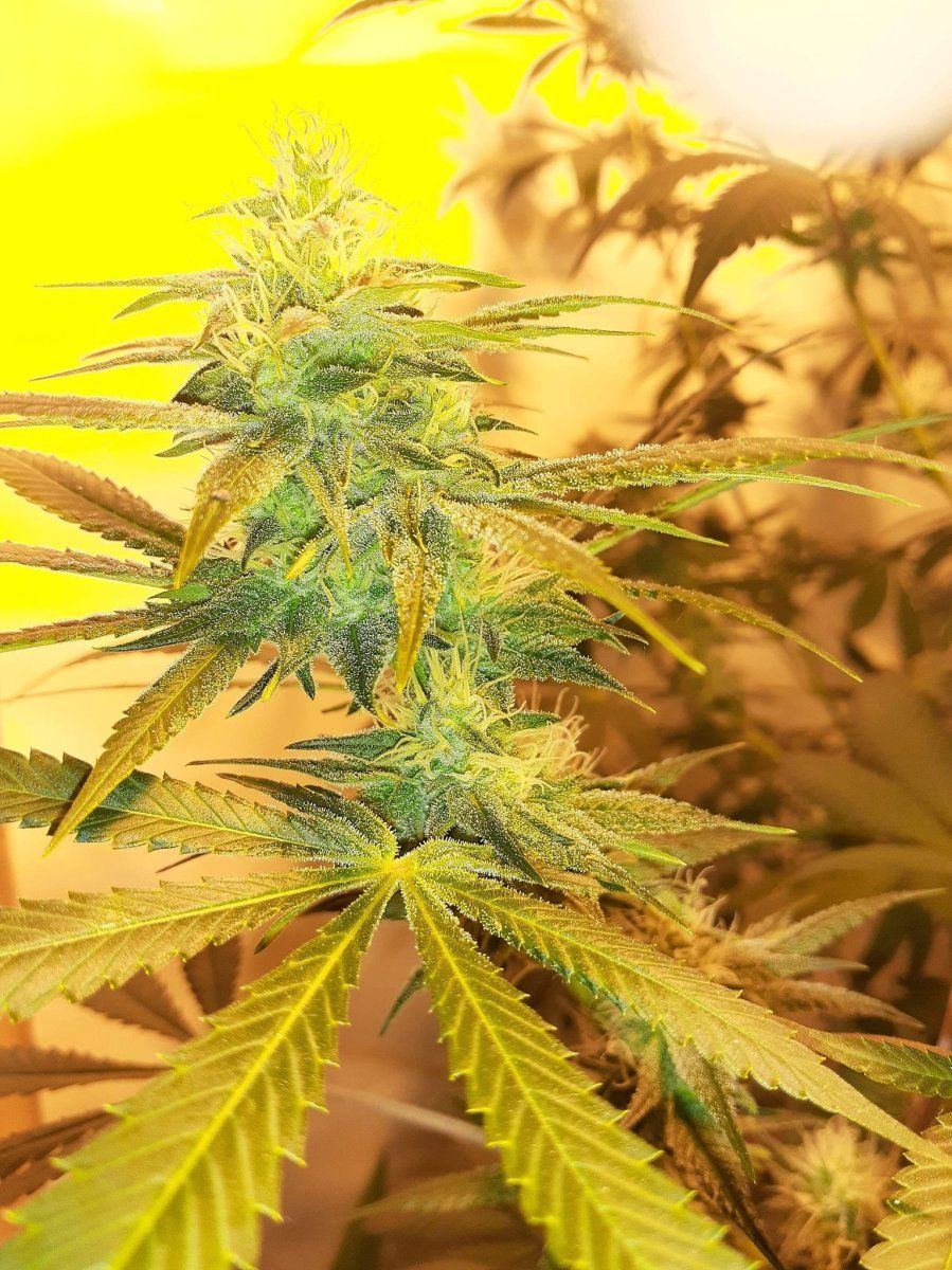 Nice bud shot hps