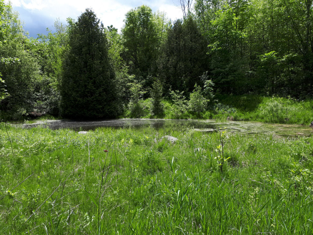 Nice pond