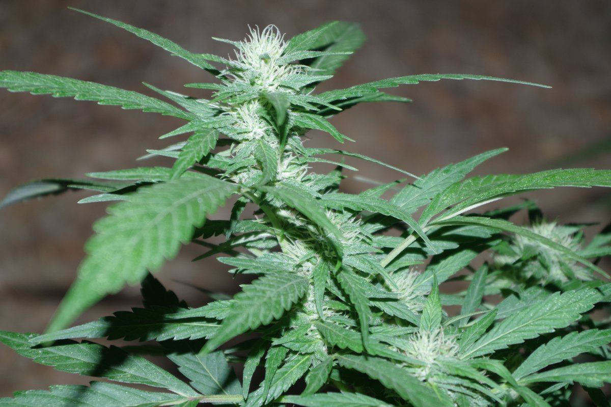 Night Bud 1 08 26 2017