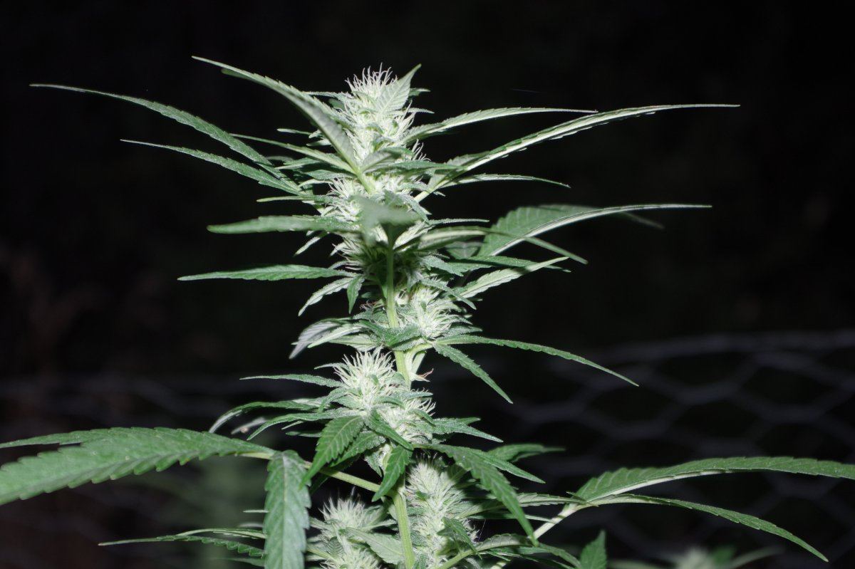 Night Bud 2 08 26 2017