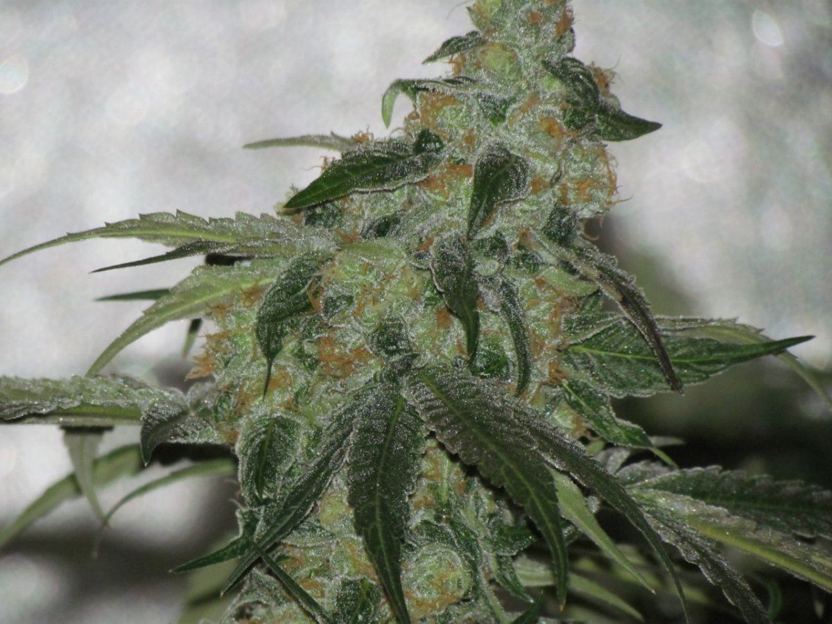 Night shots OG1QB 013