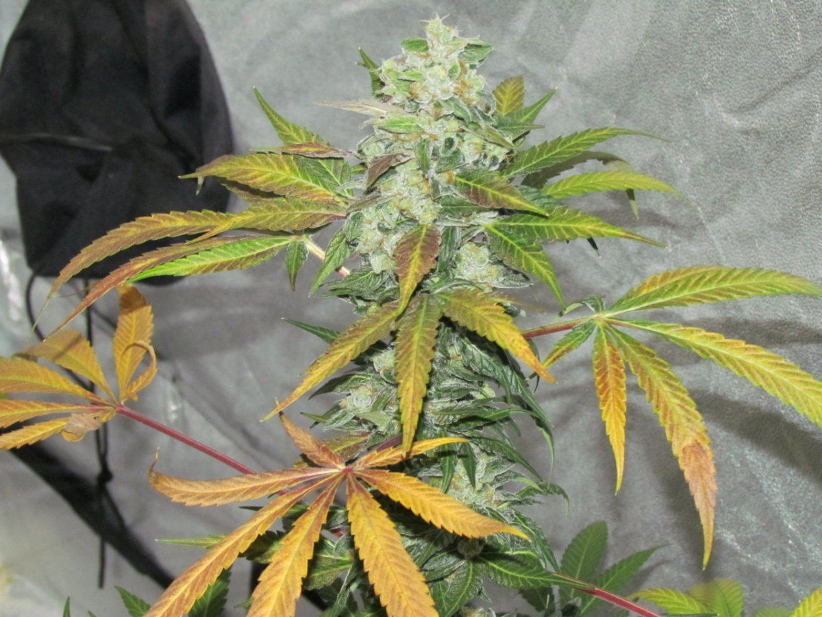 Night shots OG1QB 017