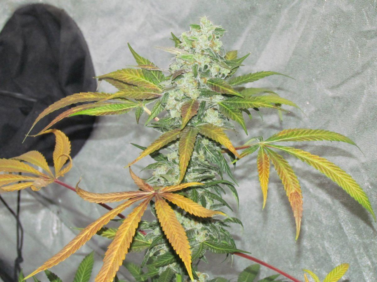 Night shots OG1QB 021