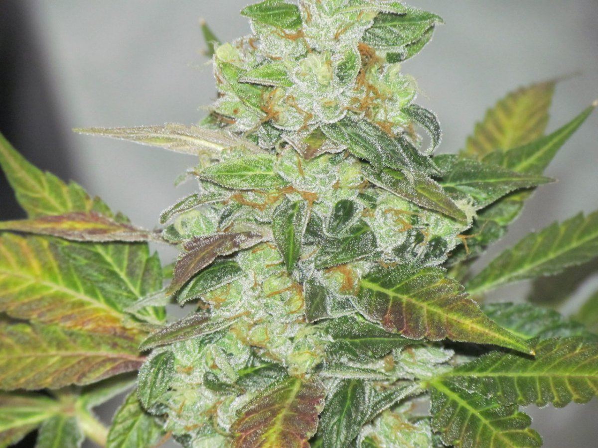 Night shots OG1QB 024