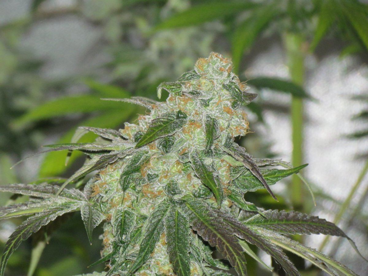 Night shots OG1QB 034