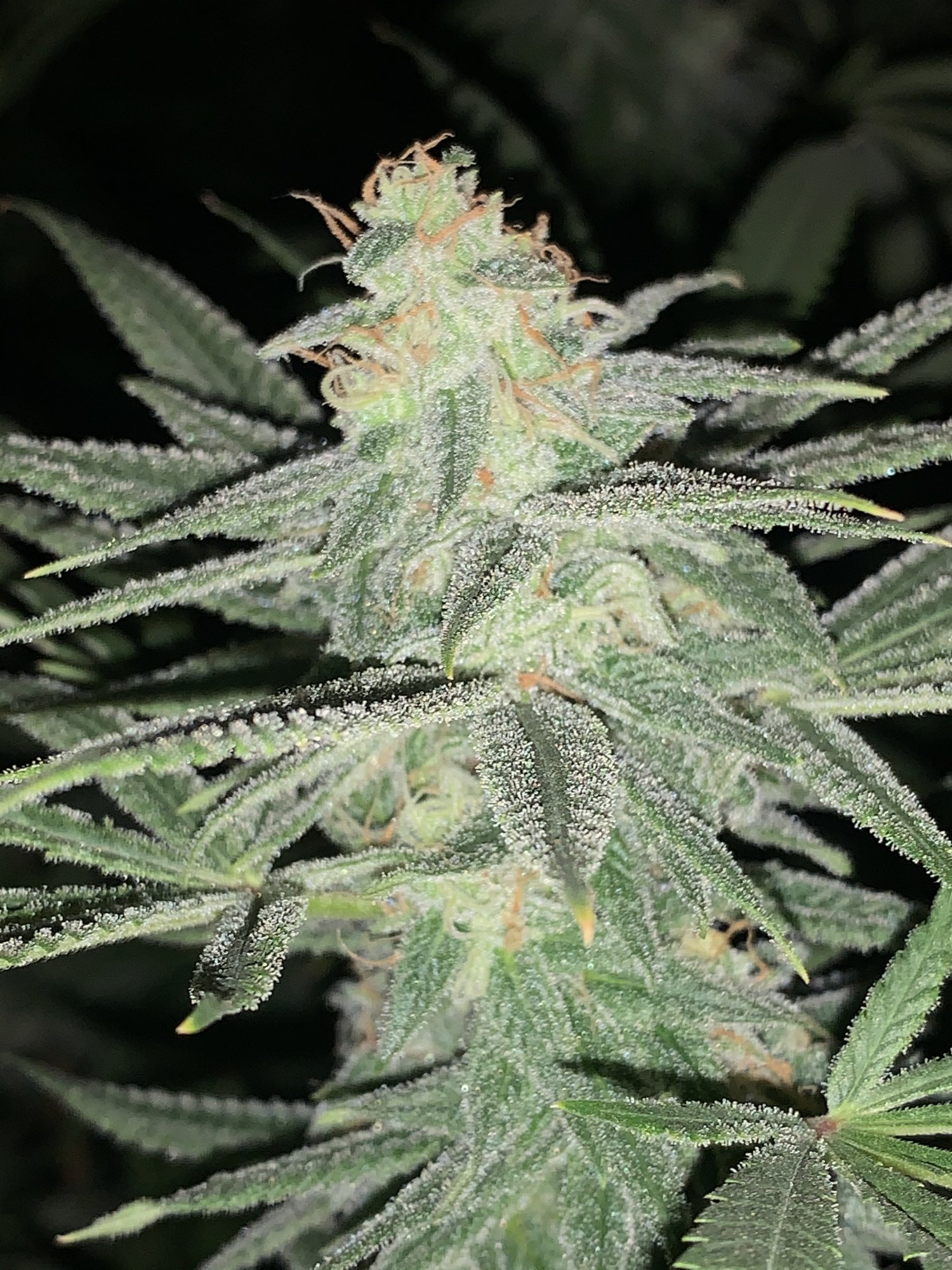 Night terror og  pheno 24 7