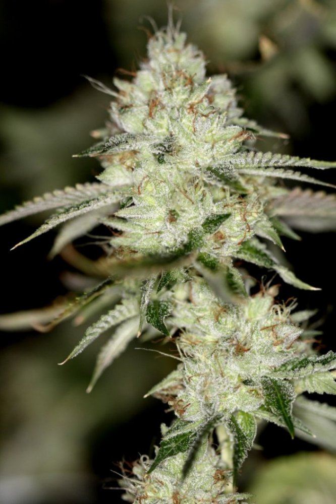 Nightfire og