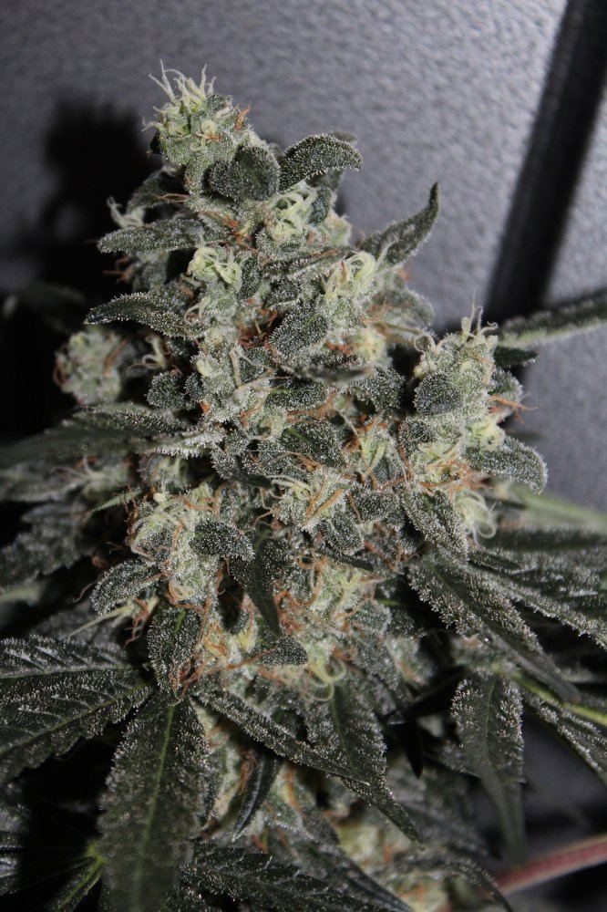 Nightmare og chop close up