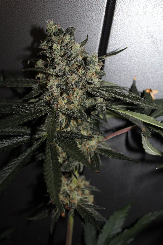 Nightmare og chop