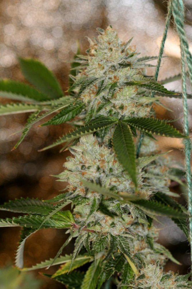 Nightmare og