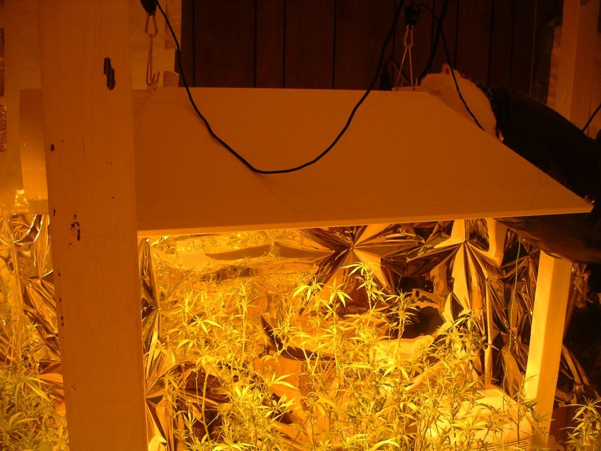 Nirvana blackberry under 1500w