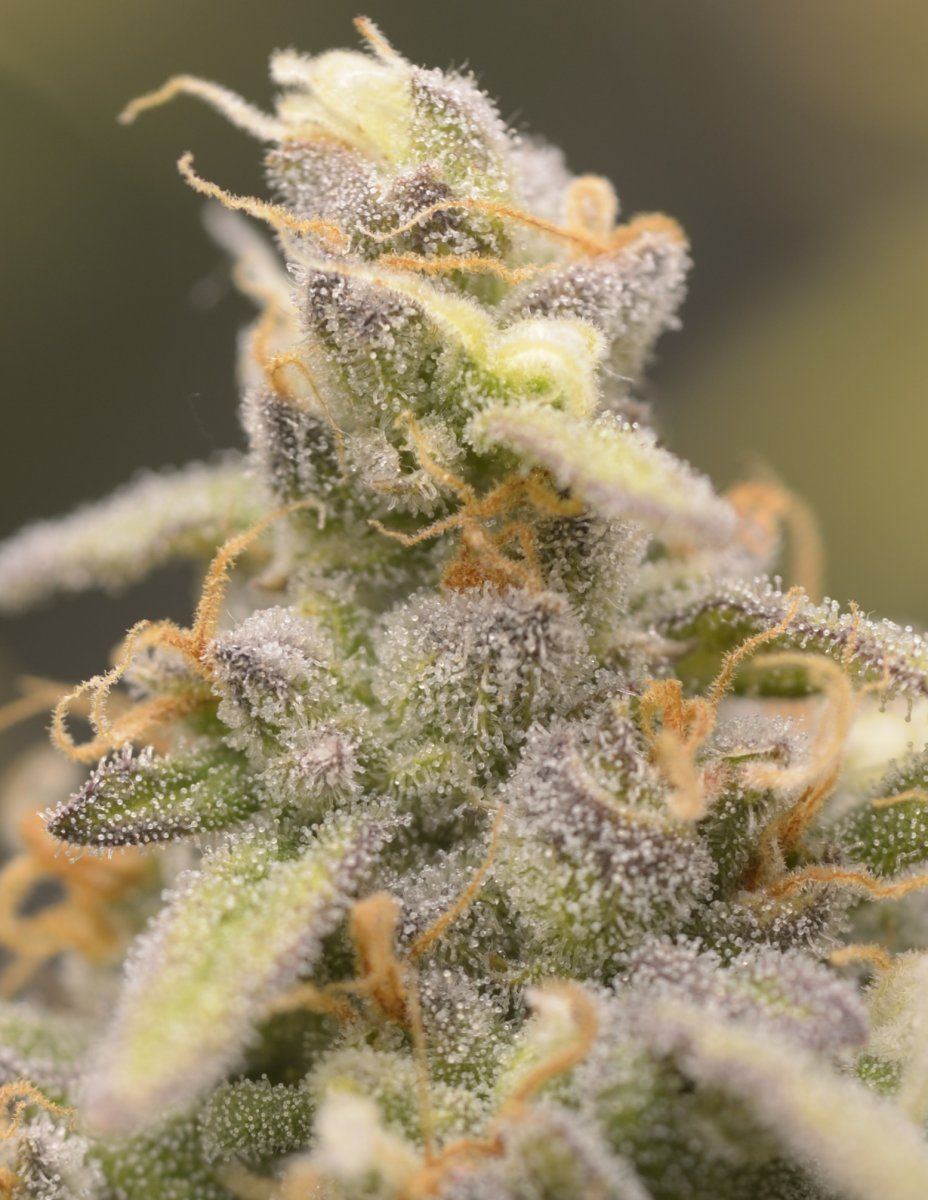 Nirvana NL bud