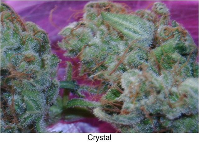 Nirvanas  crystal ice and unknown white rhino 6