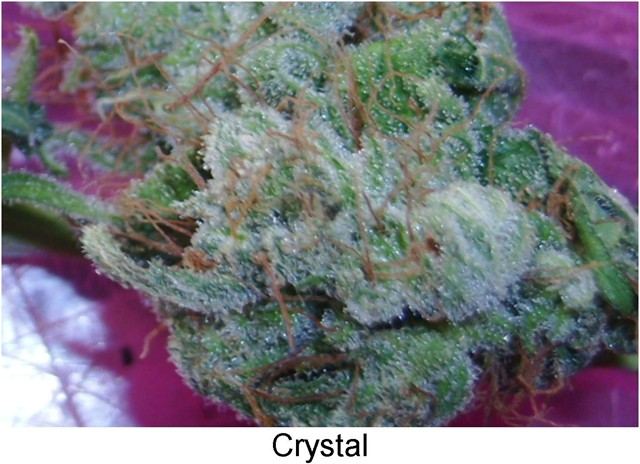 Nirvanas  crystal ice and unknown white rhino 7
