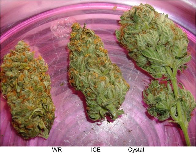 Nirvanas  crystal ice and unknown white rhino