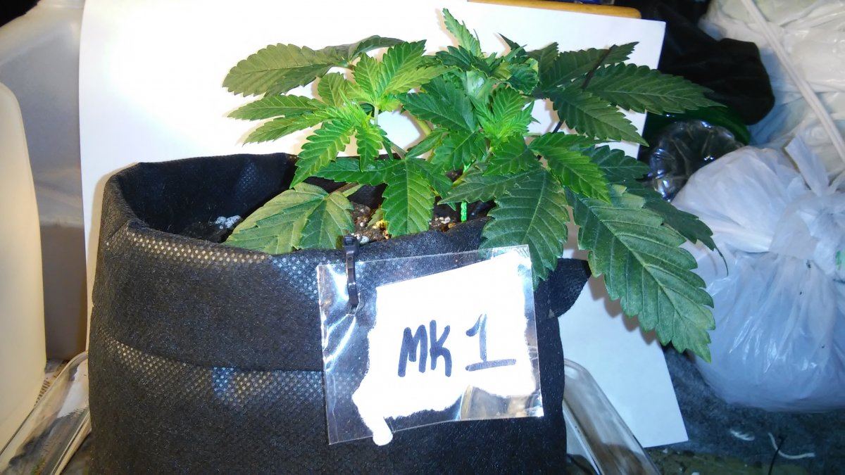 Nirvanas master kush  hso bubbas gift 2