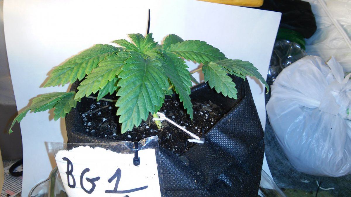 Nirvanas master kush  hso bubbas gift 3