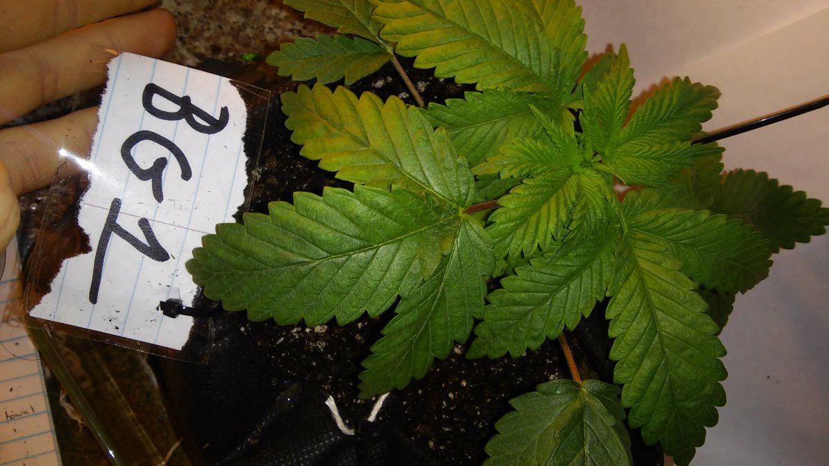 Nirvanas master kush  hso bubbas gift 4