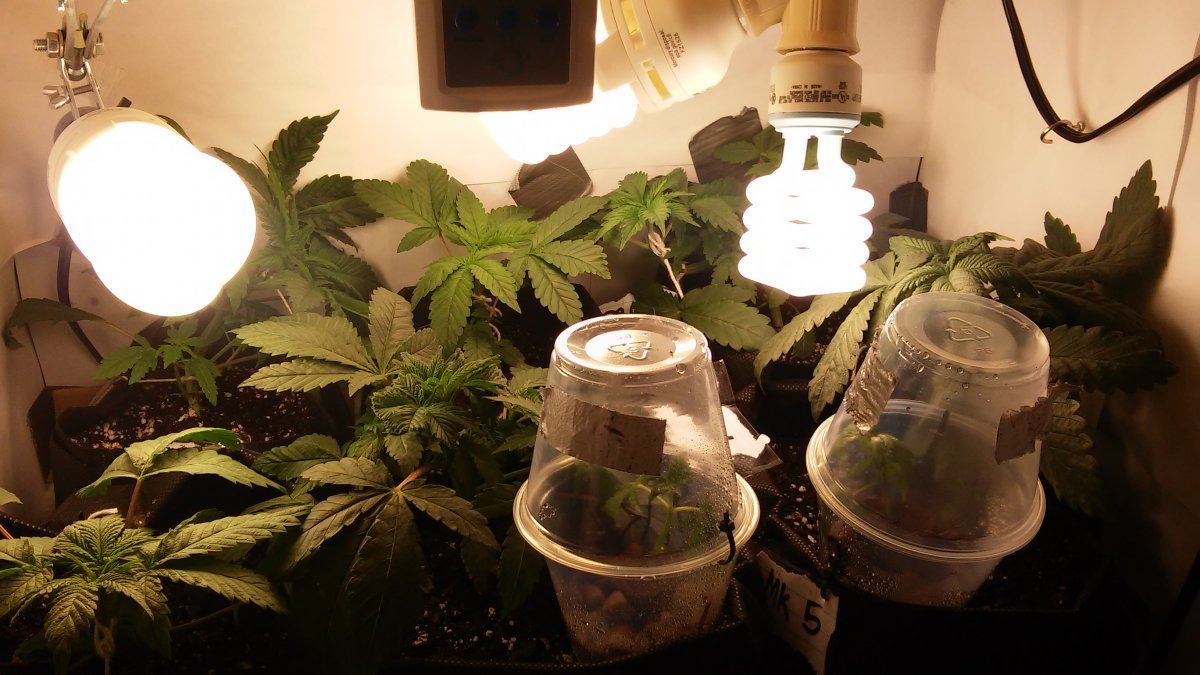 Nirvanas master kush  hso bubbas gift 5