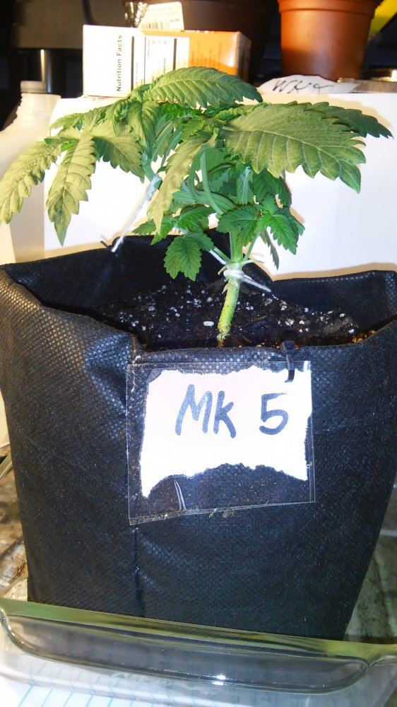 Nirvanas master kush  hso bubbas gift