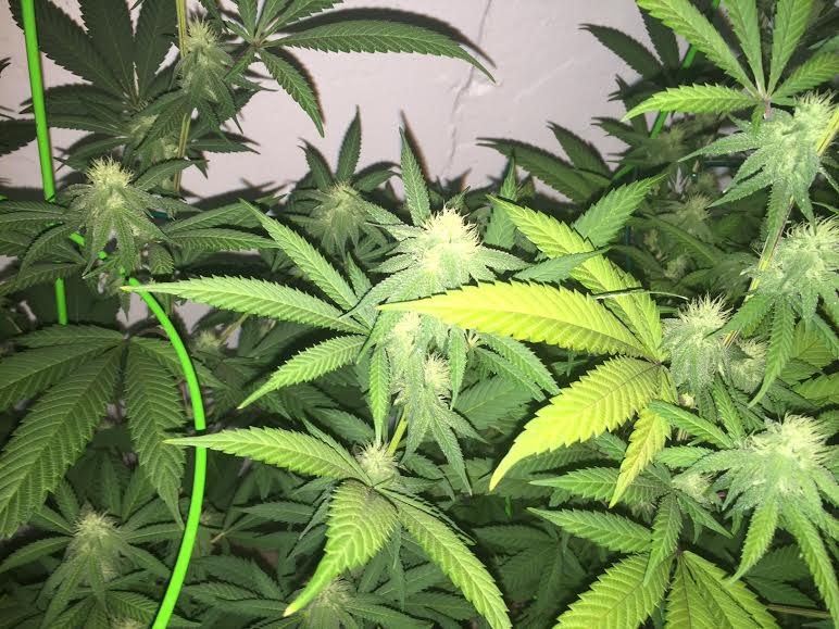 Nitrogen deficiency 3
