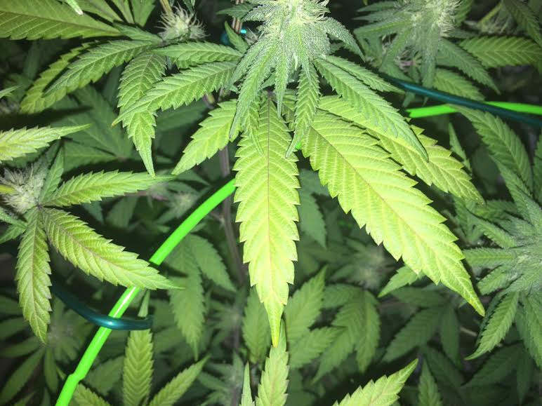 Nitrogen deficiency 4