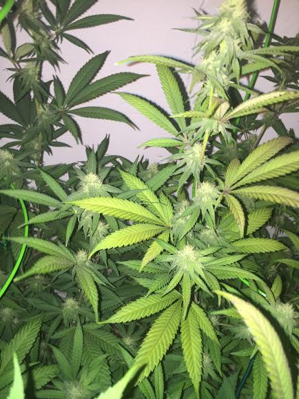 Nitrogen deficiency 5