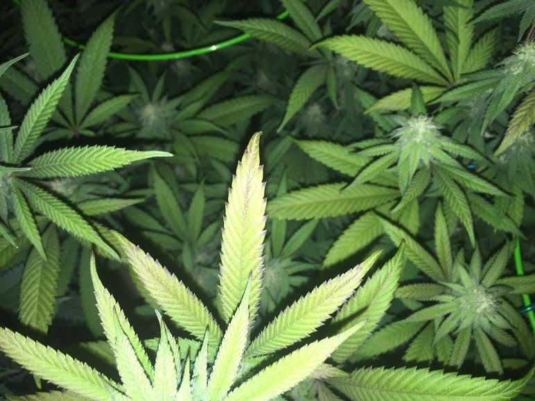 Nitrogen deficiency 6