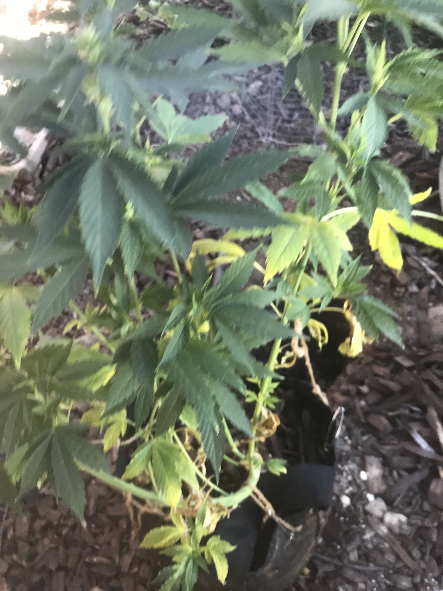 Nitrogen deficiency bottom half of plant went yellow and falling leaves 2