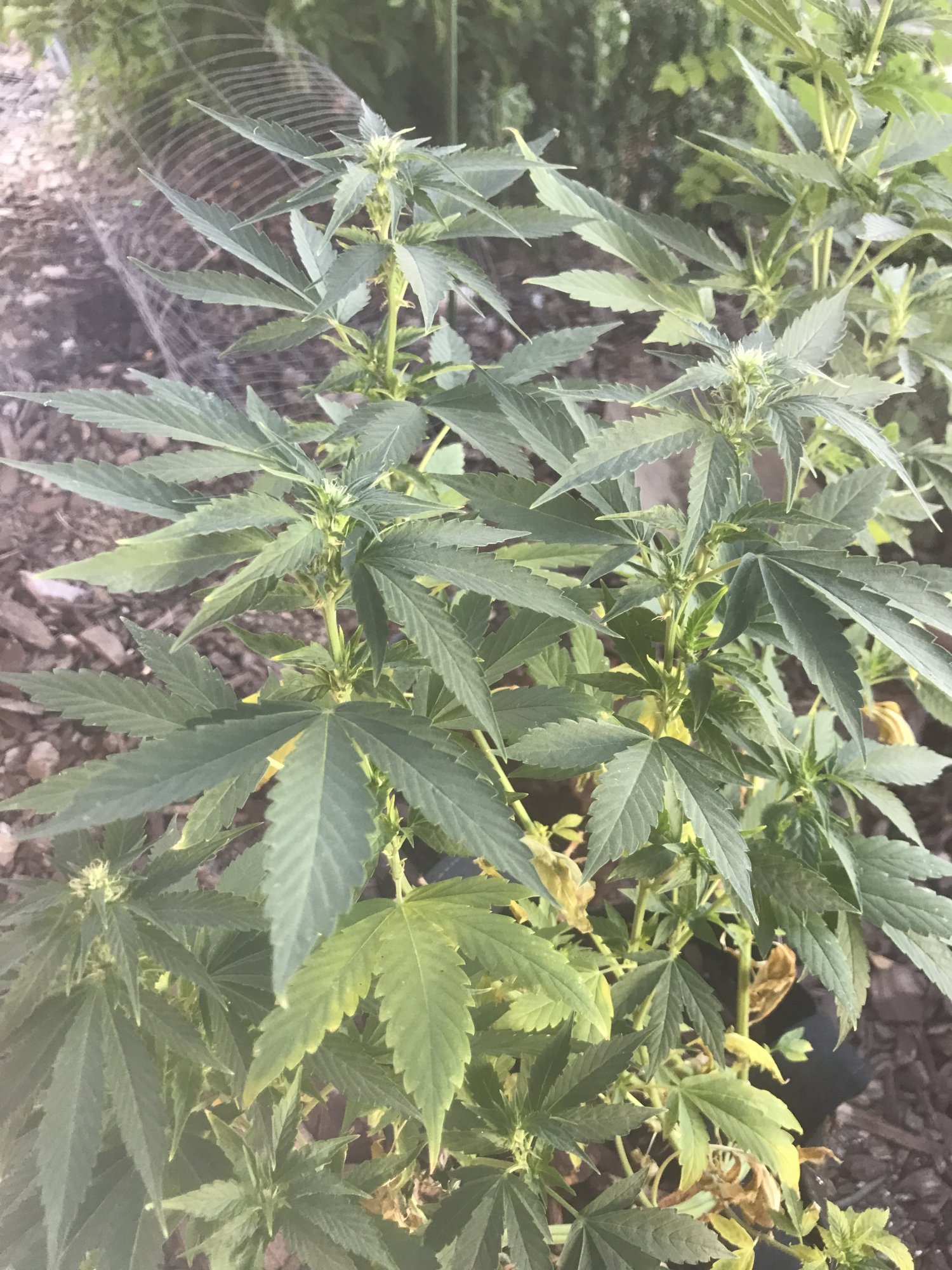 Nitrogen deficiency bottom half of plant went yellow and falling leaves 3