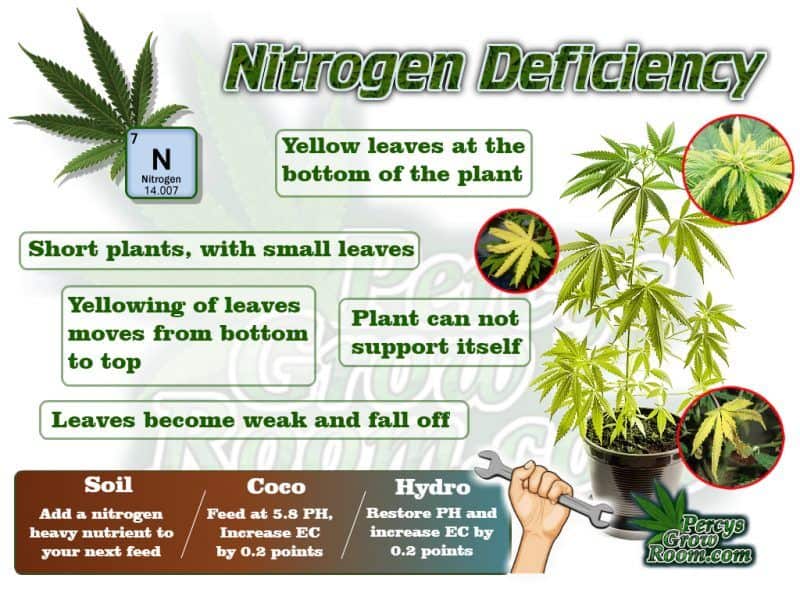 Nitrogen Deficiency in a cannabis plant e1557312413911