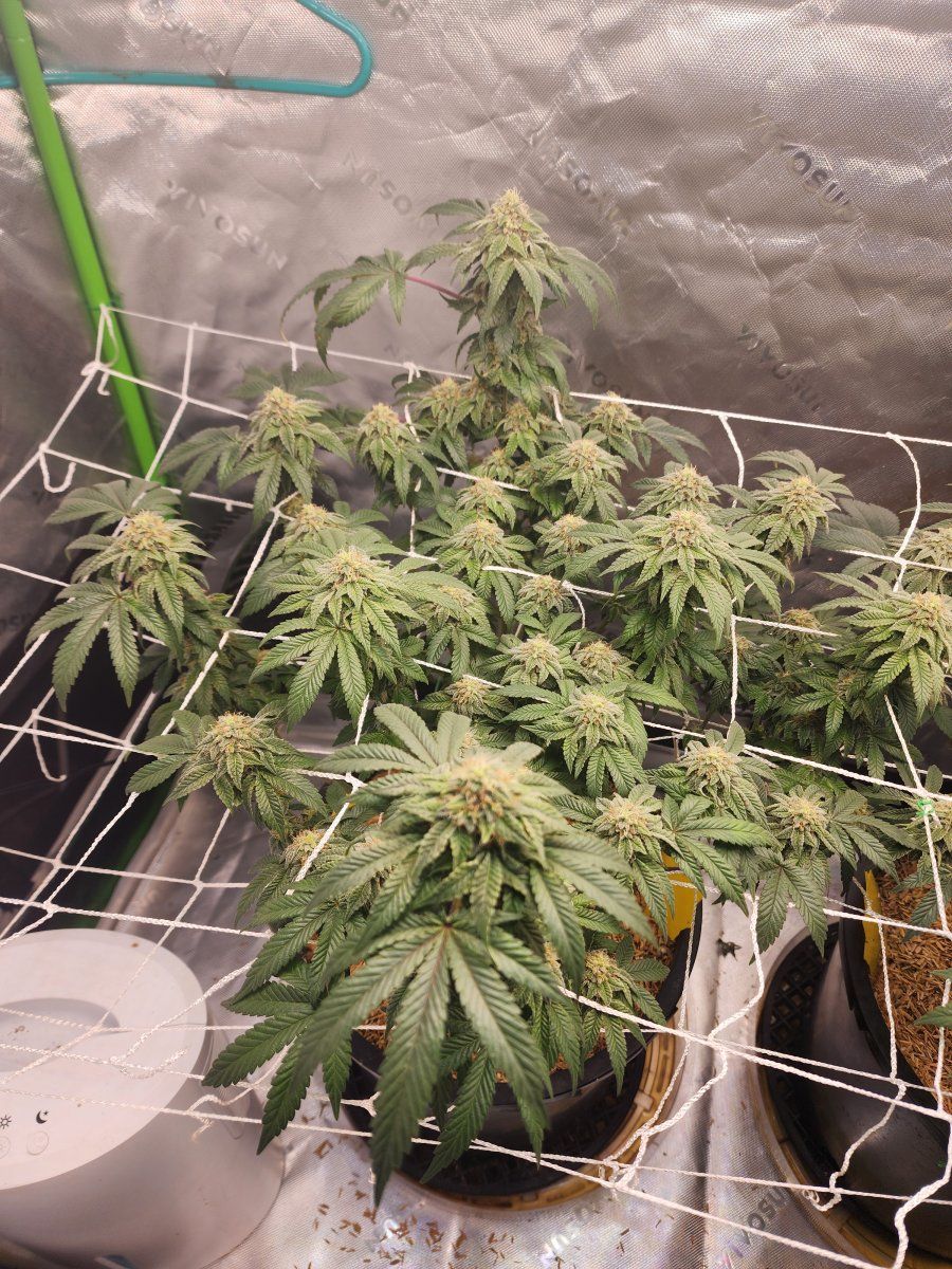 Nitrogen toxicity at day 39 of flower 2