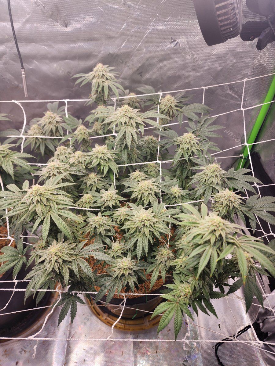 Nitrogen toxicity at day 39 of flower 3