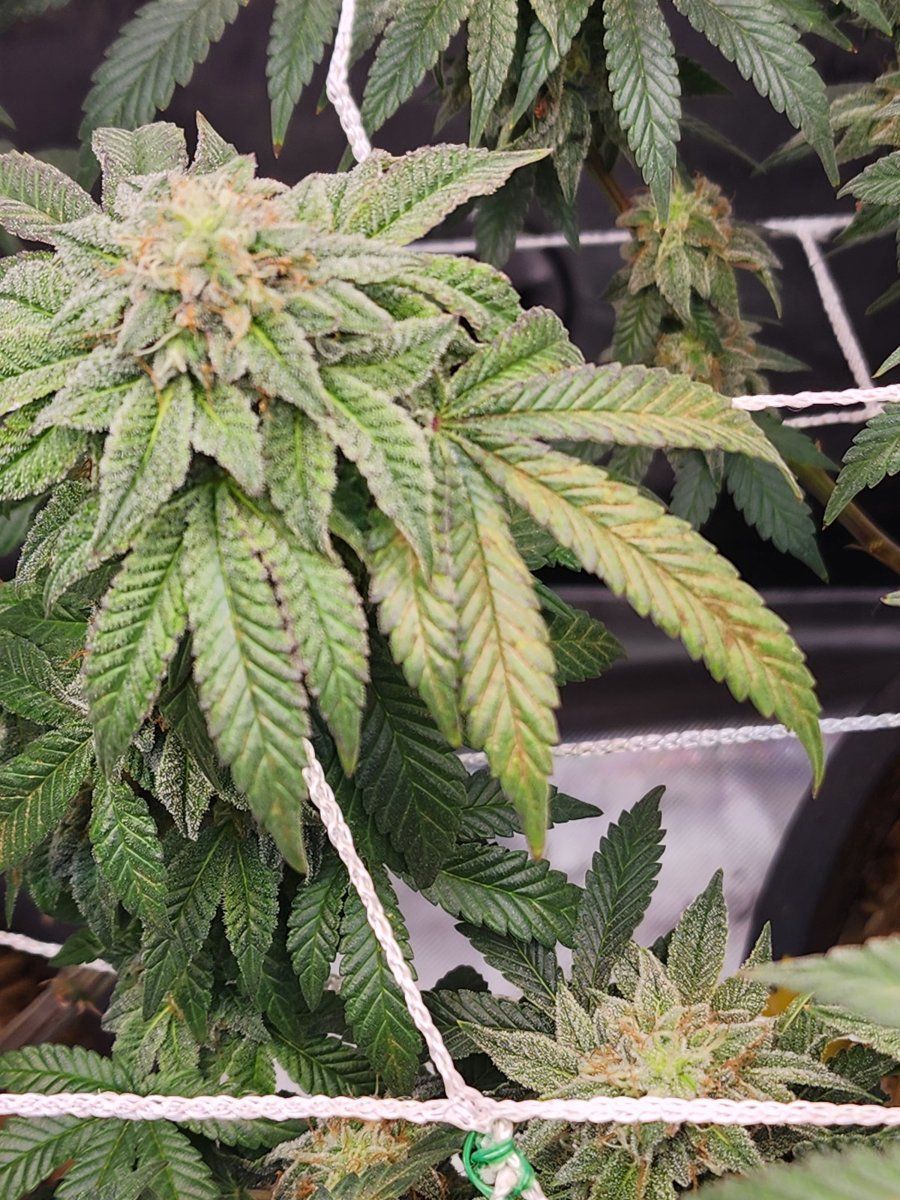 Nitrogen toxicity at day 39 of flower