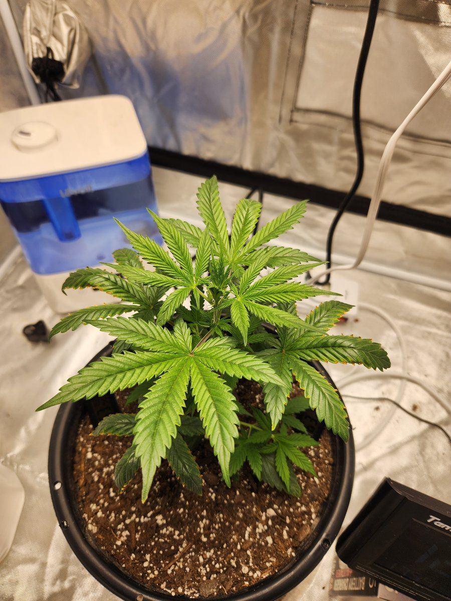 Nitrogen toxicity or is it overwatered 3