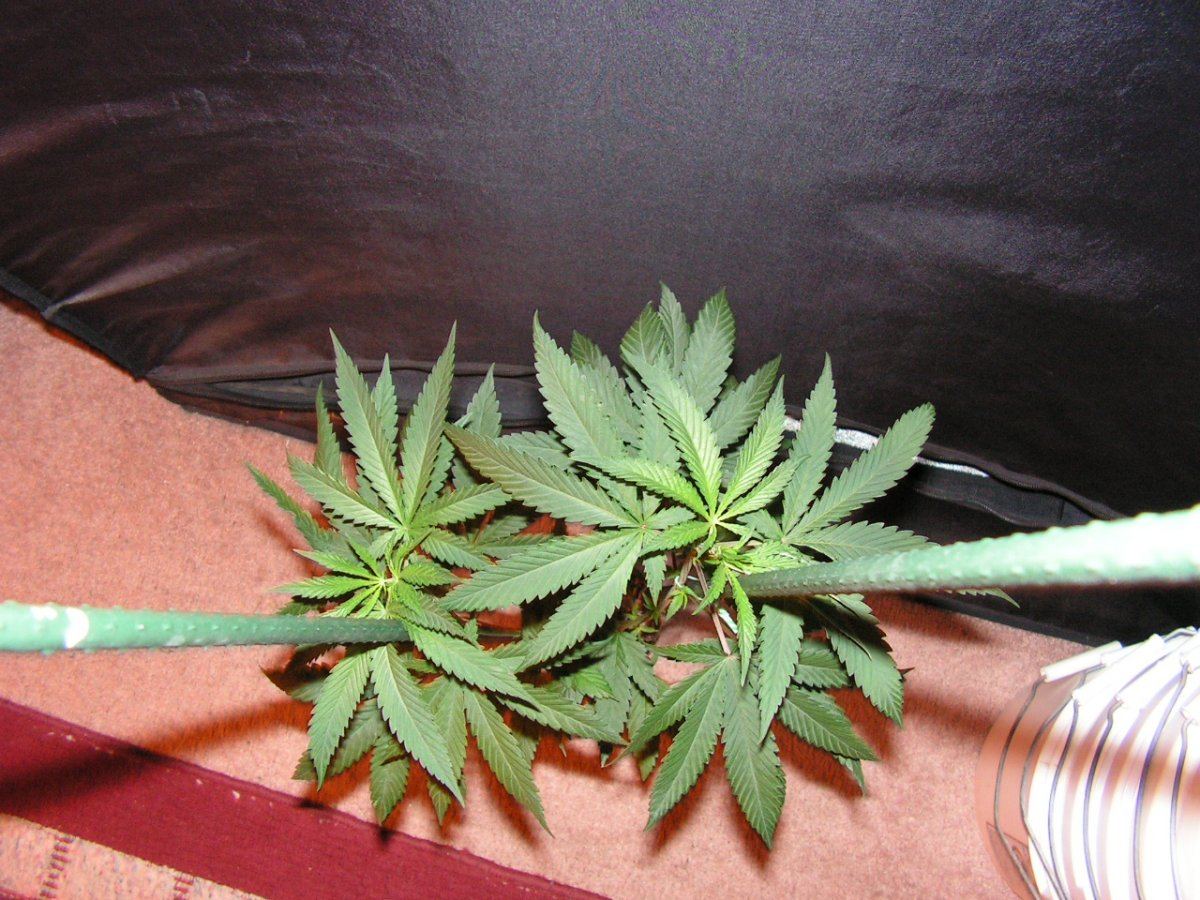 Nl 2 female 3 1