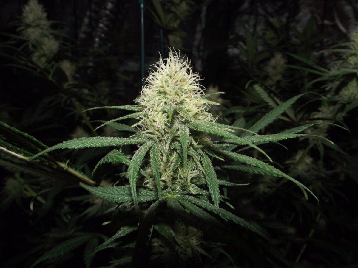 Nl 3rd week flower 3