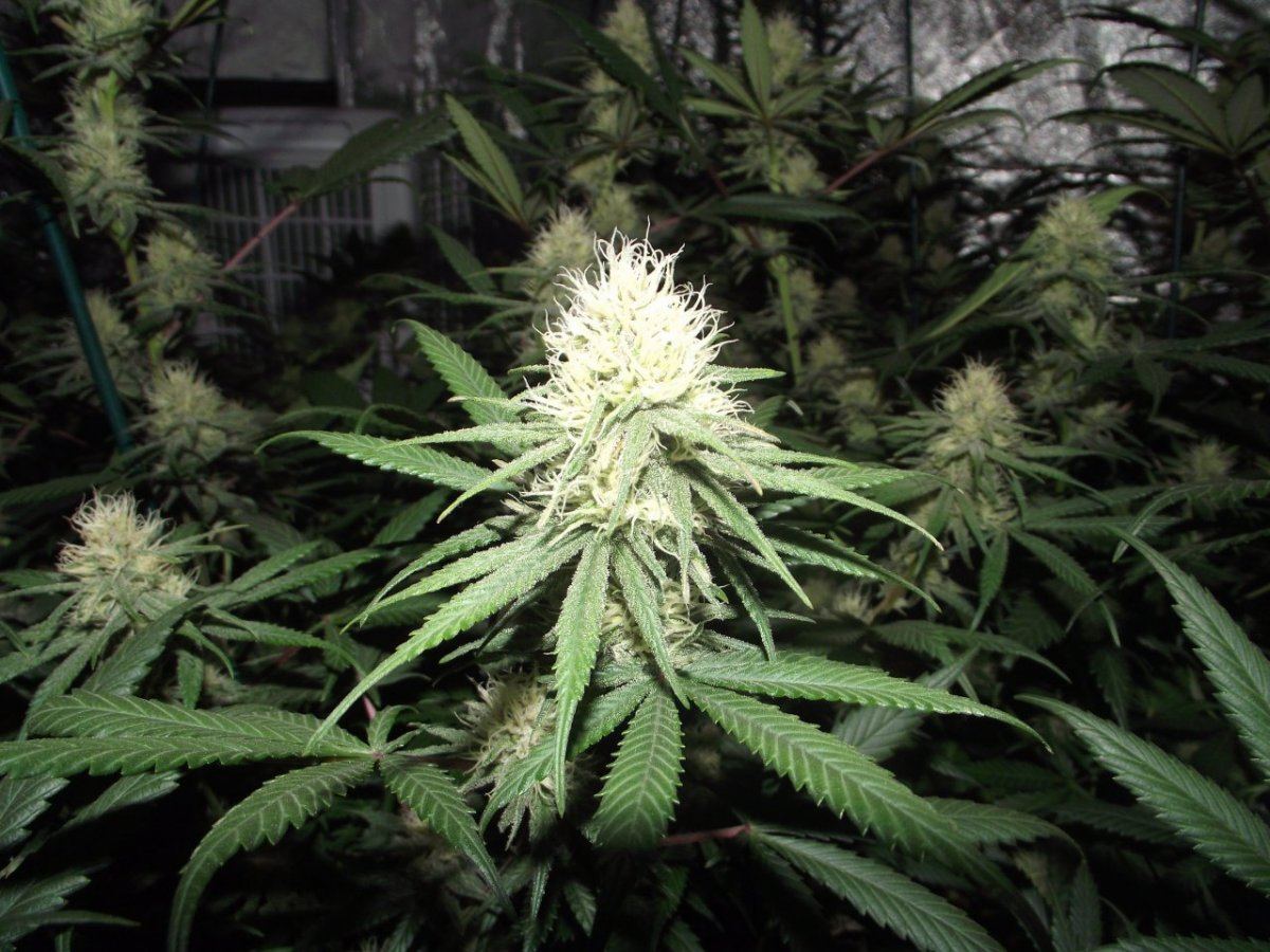 Nl 3rd week flower 4