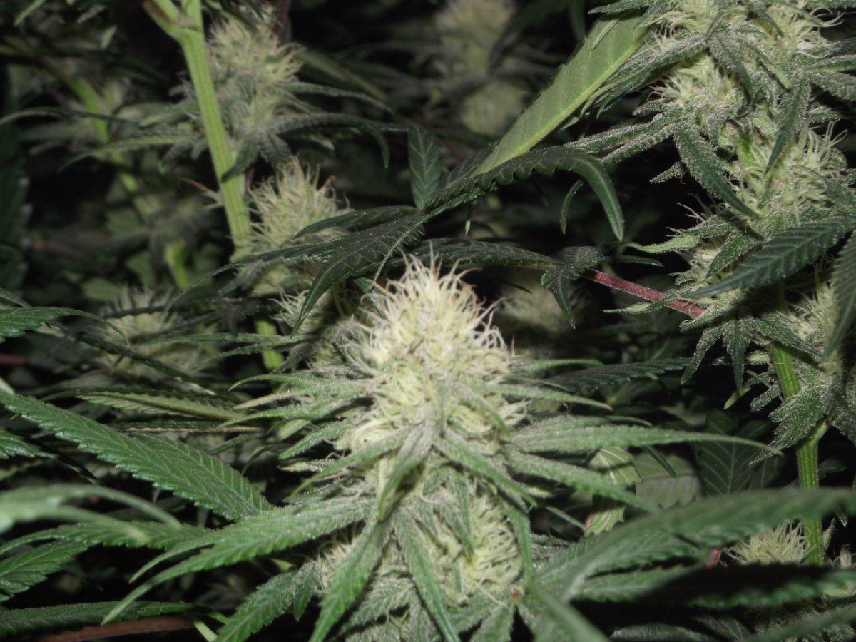 Nl 3rd week flower 5