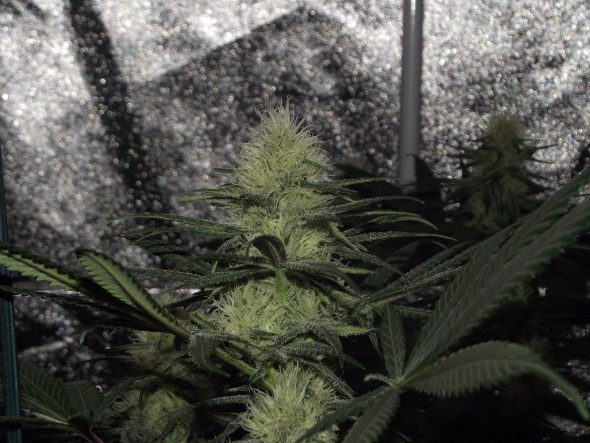 Nl 3rd week flower 6