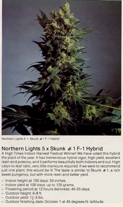 Nl 5 skunk