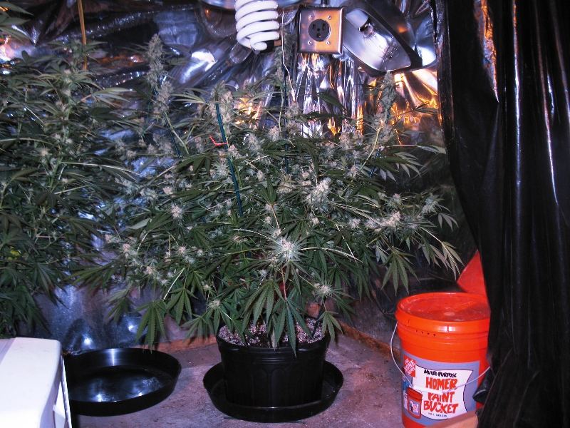 Nl 6 weeks