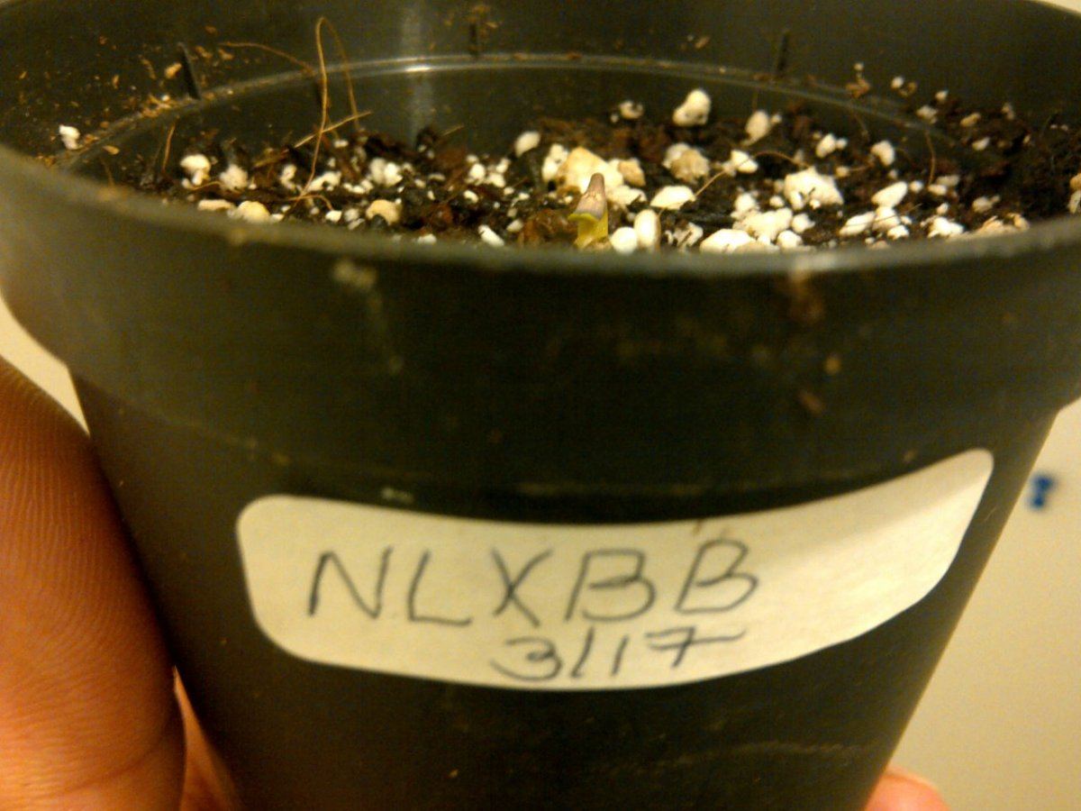 Nl   bb